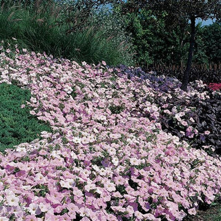Petunia <br>PETUNIA WAVE MISTY LILAC