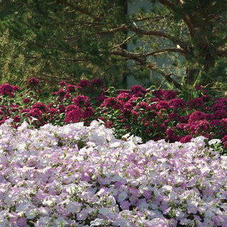 Petunia <br>PETUNIA WAVE MISTY LILAC