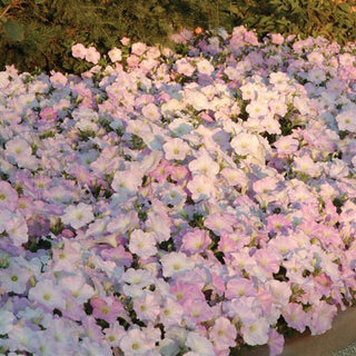 Petunia <br>PETUNIA WAVE MISTY LILAC