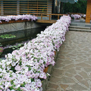 Petunia <br>PETUNIA WAVE MISTY LILAC