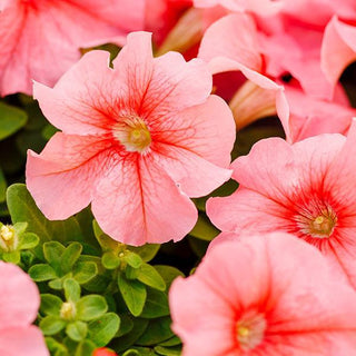 Petunia <br>PETUNIA PEACH LIMBO <br>Low growing
