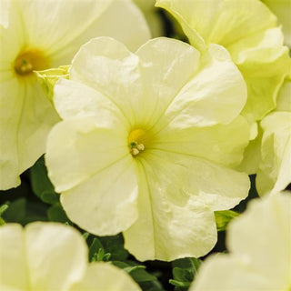 Petunia hybrida <br>PETUNIA LIME YELLOW