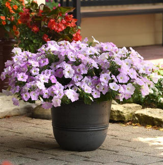 Petunia <br>PETUNIA WAVE MISTY LILAC