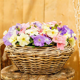 Petunia hybrida <br>PETUNIA PASTEL MIX