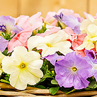 Petunia hybrida <br>PETUNIA PASTEL MIX