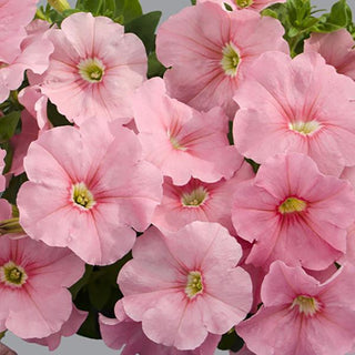 Petunia hybrida <br>PETUNIA PEACH MAMBO <br>Compact