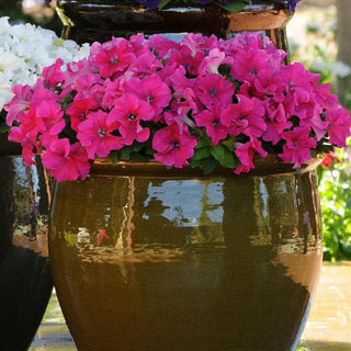Petunia hybrida <br>PETUNIA ROSE EZ RIDER