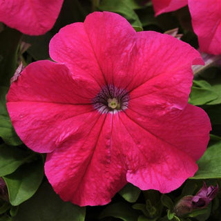 Petunia hybrida <br>PETUNIA ROSE EZ RIDER