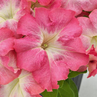 Petunia <br>PETUNIA SALMON MORN