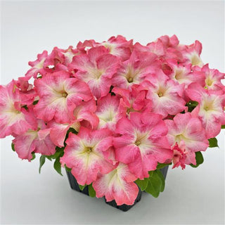 Petunia <br>PETUNIA SALMON MORN