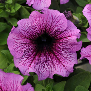 Petunia hybrida <br>PETUNIA ORCHID SUGAR