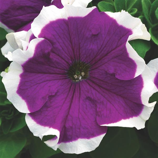 Petunia hybrida <br>PETUNIA VELVET FROST