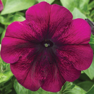 Petunia hybrida <br>PETUNIA VELVET PURPLE HURRAH