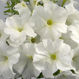 Petunia hybrida <br>PETUNIA WHITE MAMBO <br>Compact