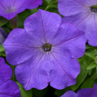 Petunia <br>PETUNIA EASY WAVE SKY BLUE