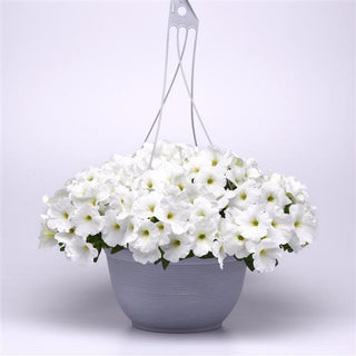 Petunia <br>PETUNIA E3 EASY WAVE WHITE