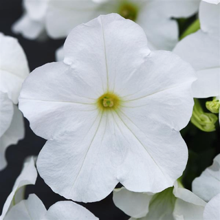 Petunia <br>PETUNIA E3 EASY WAVE WHITE
