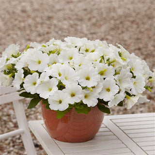 Petunia <br>PETUNIA E3 EASY WAVE WHITE