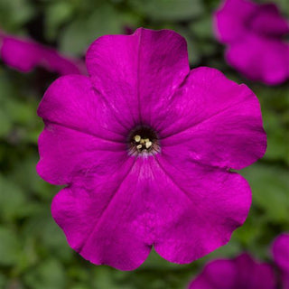 Petunia <br>PETUNIA VIOLET DAMASK