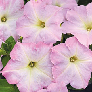 Petunia <br>PETUNIA LIGHT PINK MORN <br>Spreading/Trailing