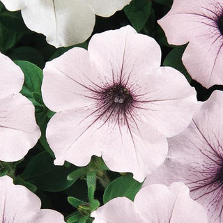 Petunia <br>PETUNIA TIDAL WAVE SILVER <br>Largest Wave!