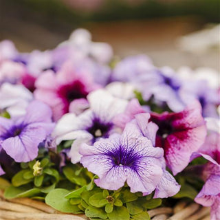 Petunia hybrida <br>PETUNIA VEINED MIX MAMBO