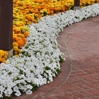Petunia <br>PETUNIA E3 EASY WAVE WHITE
