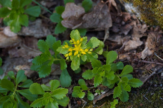 Sedum ellacombianum <br>KAMTSCHATKA STONECROP