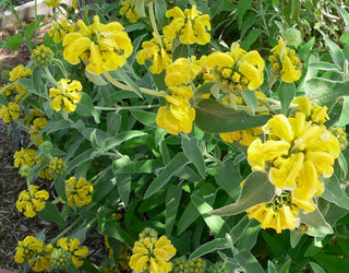 Phlomis fruticosa <br>JERUSALEM SAGE