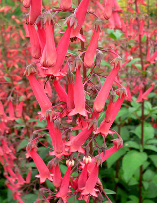 Fuchsia capensis <br>CAPA FUCHSIA, CAPE FIGWORT