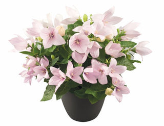 Platycodon grandiflorus <br>COMPACT BALLOON FLOWER POP STAR PINK