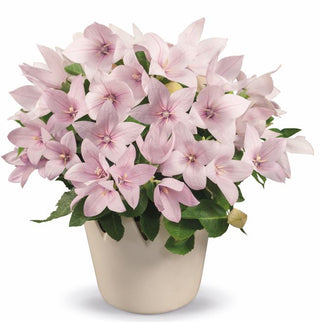 Platycodon grandiflorus <br>COMPACT BALLOON FLOWER POP STAR PINK