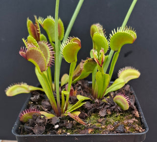 Dionaea muscipula <br>VENUS FLYTRAP 'PLUMECHON' x OP