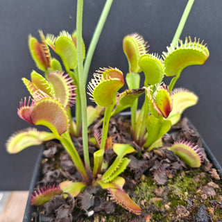 Dionaea muscipula <br>VENUS FLYTRAP 'PLUMECHON' x OP