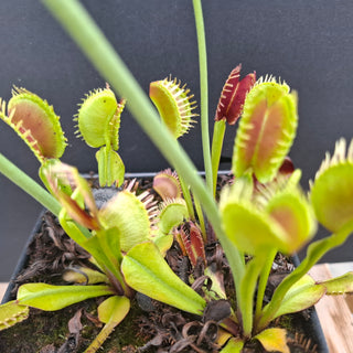 Dionaea muscipula <br>VENUS FLYTRAP 'PLUMECHON' x OP