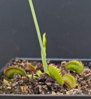 Dionaea muscipula <br>VENUS FLYTRAP 'PLUMECHON CRESTED' x OP