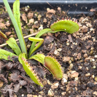 Dionaea muscipula <br>VENUS FLYTRAP 'PLUMECHON CRESTED' x OP