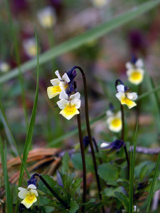 Viola arvensis <br>EUROPEAN FIELD PANSY