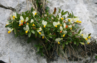Polygala chamaebuxus <br>SHRUBBY MILKWORT