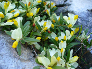 Polygala chamaebuxus <br>SHRUBBY MILKWORT