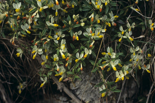 Polygala chamaebuxus <br>SHRUBBY MILKWORT