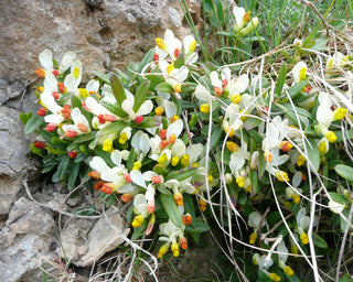 Polygala chamaebuxus <br>SHRUBBY MILKWORT