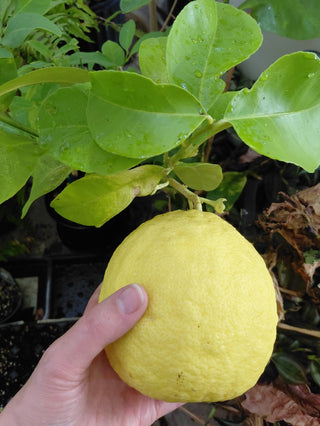 Citrus × pyriformis <br>LEMON PONDEROSA, Skierniewice Lemon