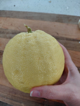 Citrus × pyriformis <br>LEMON PONDEROSA, Skierniewice Lemon