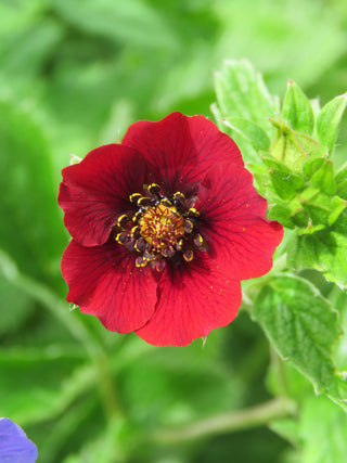 Potentilla atrosanguinea <br>HIMALAYAN RUBY RED CINQUEFOIL