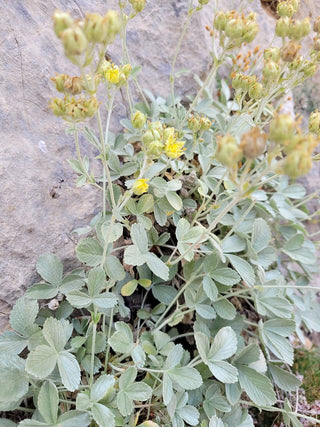 Potentilla speciosa <br>CINQUEFOIL
