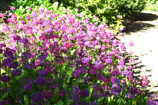 Primula bulleyana, P.beesiana, P.bulleesiana <br>PRIMROSE CANDELABRA MIX