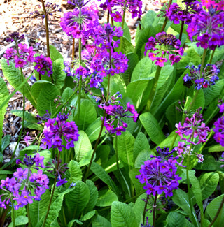 Primula bulleyana, P.beesiana, P.bulleesiana <br>PRIMROSE CANDELABRA MIX