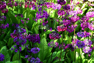 Primula bulleyana, P.beesiana, P.bulleesiana <br>PRIMROSE CANDELABRA MIX