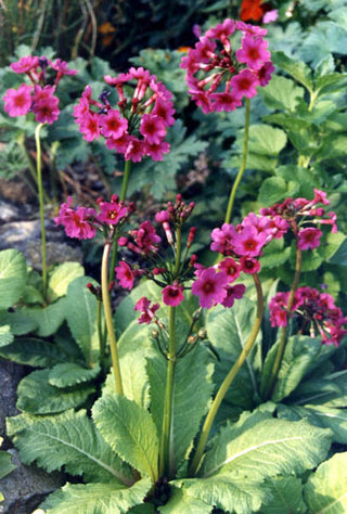 Primula bulleyana, P.beesiana, P.bulleesiana <br>PRIMROSE CANDELABRA MIX